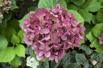 Red Hydrangea flower with green leaves background