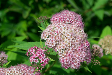 Spirea