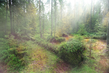 summer green forest landscape