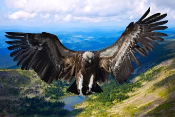 Zelfklevend Fotobehang Arend Vliegende adelaar