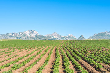 potato field