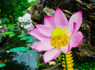 Lotus flower and Lotus flower plants