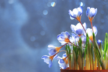 tender spring flowers wild