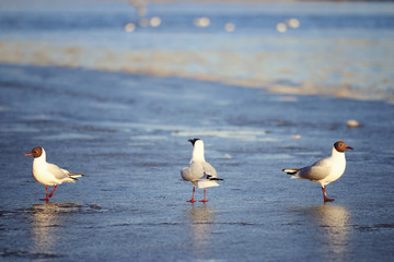 water duck flock of birds