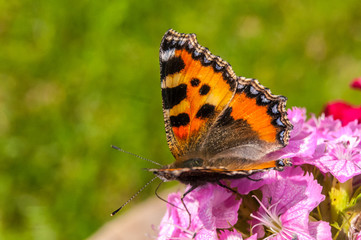 kleiner Fuchs