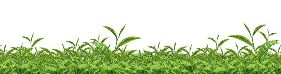 green tea isolated, white background - 86559858