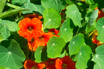 nasturtium