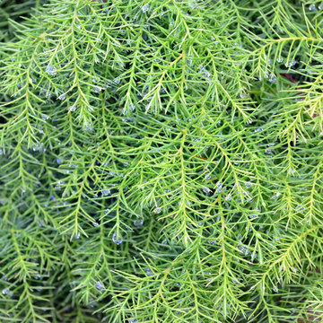 Morning dew drops on cryptomeria branches closeup photo