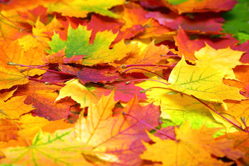 Fototapeta na wymiar autumn colorful leaves background