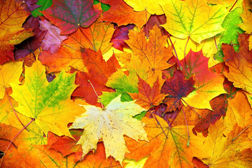 Naklejka na ściany i meble autumn colorful leaves background