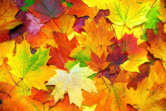 Fototapeta autumn colorful leaves background