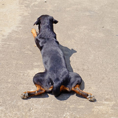Street Dogs on concrete floor