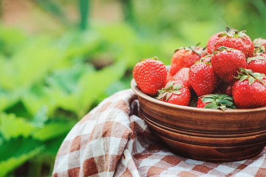 fresh organic hone growth strawberries gathered in plate