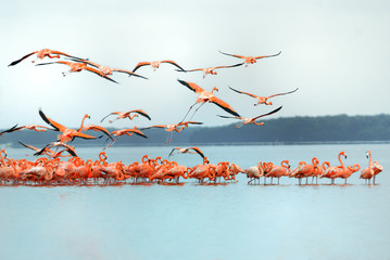 Greater Flamingos,phoenicopterus roseus, in flight   © Bing Bai