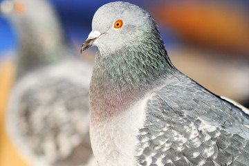 Pigeons on the nature close