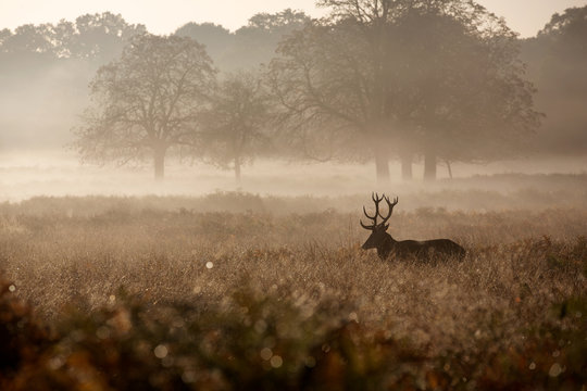 Fototapeta Misty deer silhouette landscape 