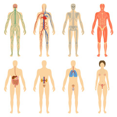 Set human organs and systems of the body vitality.