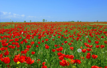 The papaverous field - stock photo