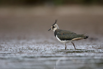 Northern lapwing, Vanellus vanellus