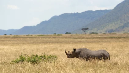 Crédence de cuisine en verre imprimé Rhinocéros Rihno noir au Kenya