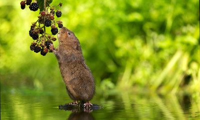 A little wild water vole eating some juicy blackberries