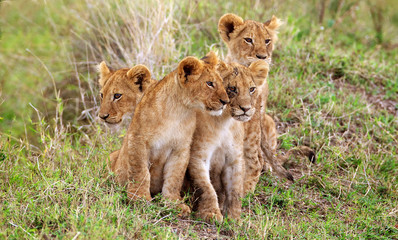 Fototapeta na wymiar 4 little lion cubs
