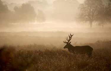 Fototapeta premium Red deer stag in the mist