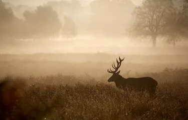 Fotobehang Hert Edelhert hert in de mist