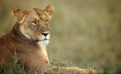 Lioness profile