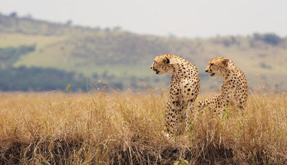 Two Wild cheetahs in Kenya