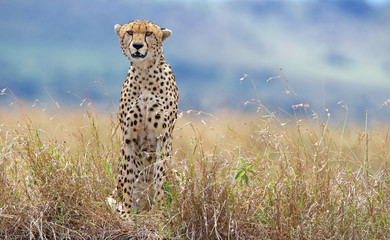 Wild cheetah in Kenya