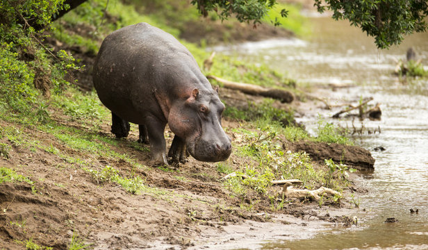 Large wild Hippo walking down to a river