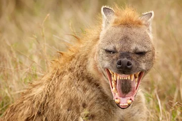 Abwaschbare Fototapete Hyäne Ein Lachen pro Tag