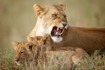 Lioness protecting her cubs - obrazy, fototapety, plakaty