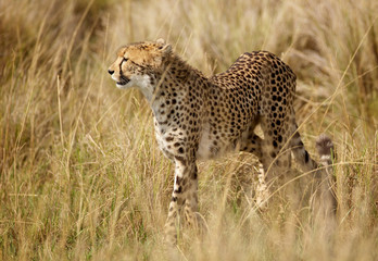 Wild cheetah in Kenya