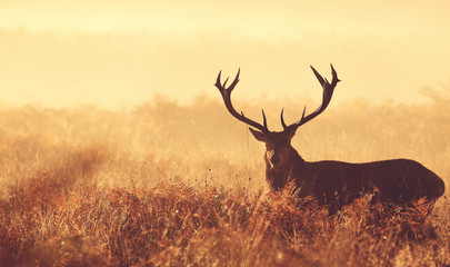 Fototapety  Red deer