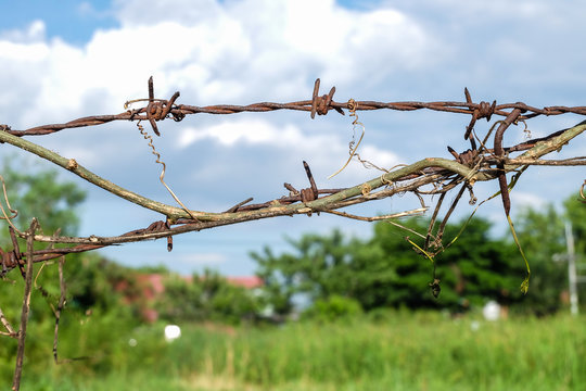 Old rusty barbed wire on blurred background