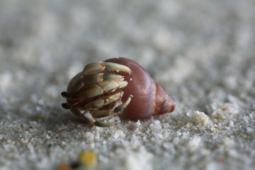 crab on sand beach coast