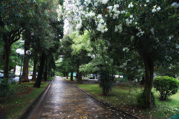 Fototapeta na wymiar cityscape Summer green color