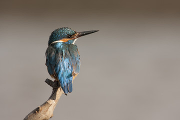 Kingfisher, Alcedo Atthis