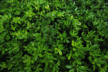 Fototapeta na wymiar plant bright green summer blooms texture