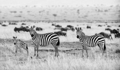 Fototapeta na wymiar Zebras in black and white