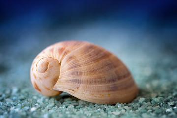 macro shell on blue sand