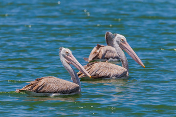 Spot-billed pelican( Pelecanus philippensis)  in nature