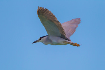 Black-crowned Night-Heron(Nycticorax nycticorax)  