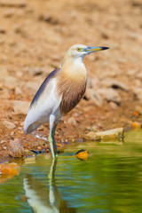 Close up of Javan Pond heron (Ardeola speciosa)  