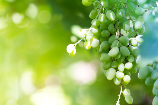 White grapes, macro photography.