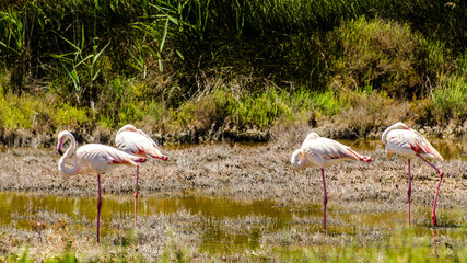 Rosa Flamingos in der Camargue
