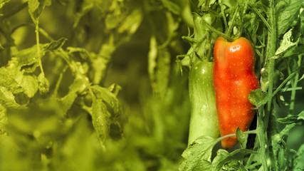Fresh green and red chili peppers, macro photo.