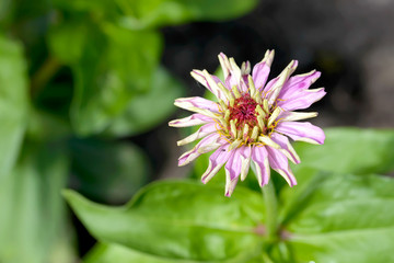 Young Pink Zinnia Flower